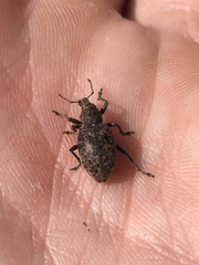Trichalophus alternatus