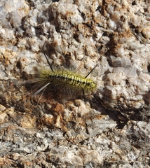 Lophocampa mixta