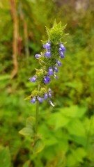 Salvia lasiocephala