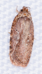 Agonopterix clemensella