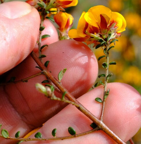 Image of Pultenaea stricta by (c) Peter Crowcroft, some rights reserved (CC BY)
