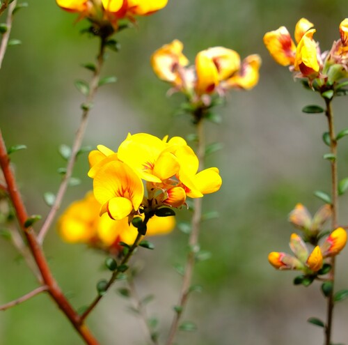 rigid bush-pea (Pultenaea stricta)