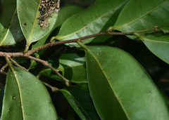 Huberantha nitidissima