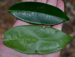 Huberantha nitidissima