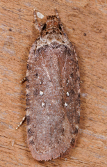Agonopterix clemensella