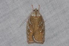 Euchaetis rhizobola