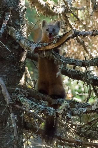 American Marten, photo 2 of 10