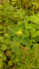 Salvia lasiocephala