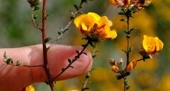 Pultenaea stricta