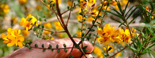 Image of Pultenaea stricta by (c) Peter Crowcroft, some rights reserved (CC BY)