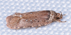 Agonopterix clemensella