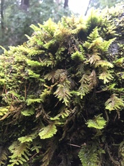 Dendroalsia abietina