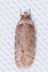 Agonopterix clemensella