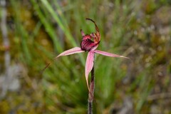 Caladenia lowanensis