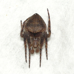Eustala anastera