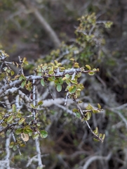 Rhamnus crocea