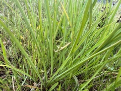 Tricoryne elatior