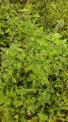 Salvia lasiocephala