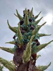 Puya alpestris