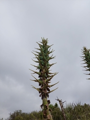 Puya alpestris