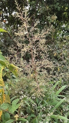 Rhus terebinthifolia