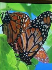 Danaus erippus