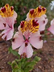 Alstroemeria pulchra