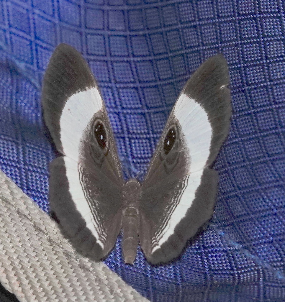 Mesosemia sirenia