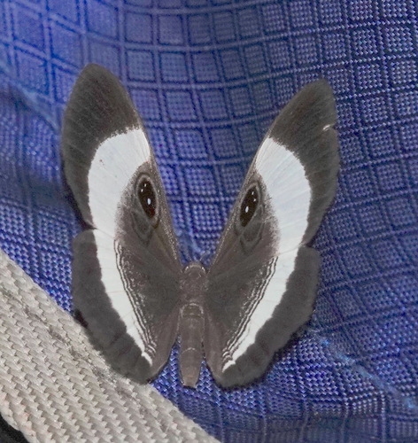Mesosemia sirenia
