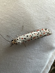 Utetheisa pulchelloides