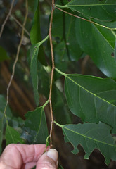 Celtis paniculata