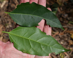 Celtis paniculata
