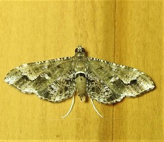Merodictya marmorata
