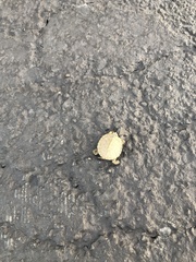 Graptemys ouachitensis