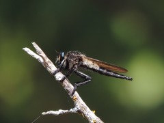 Promachus painteri