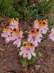 Alstroemeria pulchra