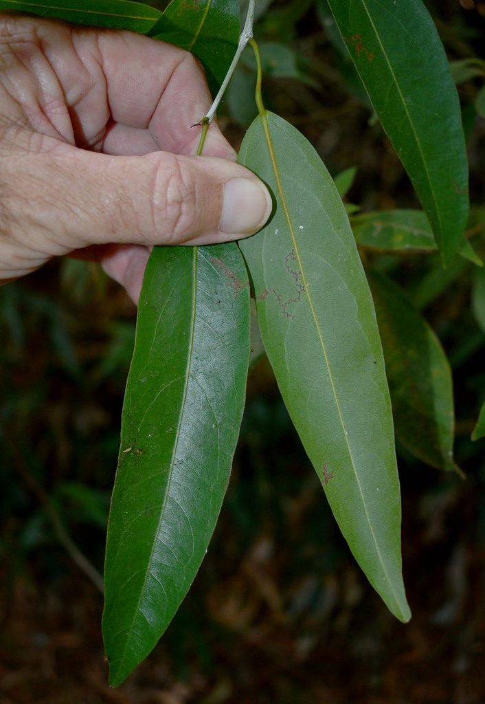 Hypserpa laurina