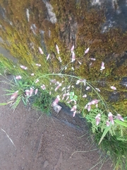 Utricularia striatula