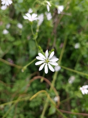 Stellaria chilensis