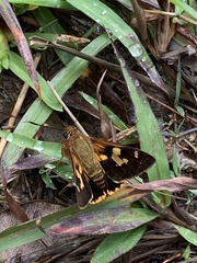 Trapezites symmomus