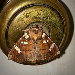 Papaipema marginidens