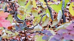 Thamnophis saurita