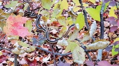 Thamnophis saurita