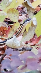 Thamnophis saurita