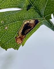 Bucculatrix bechsteinella