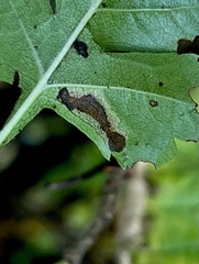 Bucculatrix bechsteinella