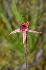 Caladenia lowanensis