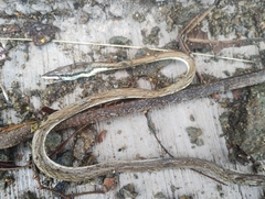 Oxybelis microphthalmus