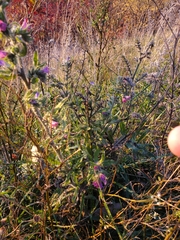 Echium vulgare