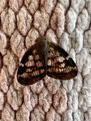 Scolypopa australis